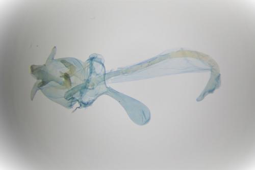 Réf. 294 550 : Cilix hispanica